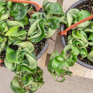 Hoya Rope Compacta