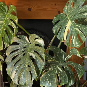 Monstera Thai Constellation