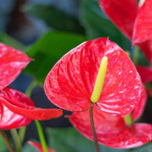 coral anthurium