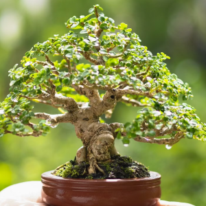 Bonsai
