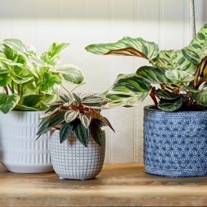 Easy Care Plants