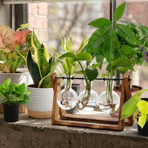 Indoor Plants