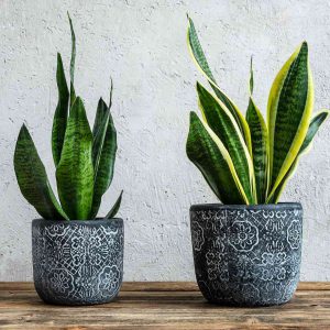 Low-Light Tolerant Plants