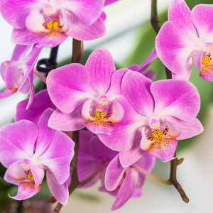 Orchids