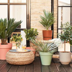 Outdoor Plants